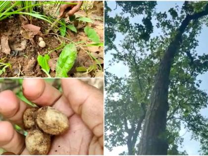 Sarai boda mushroom is the most expensive vegetable in India, you have to pay 2000 for per kilo | ही आहे भारतातील सर्वात महाग भाजी, एका किलोसाठी मोजावे लागतात तब्बल...