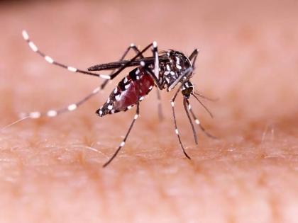 Zika virus could be more worrying than corona Virus, experts warn | Zika virus: कोरोनापेक्षा अधिक चिंताजनक ठरू शकतो झिका विषाणू, तज्ज्ञांनी दिला गंभीर इशारा 