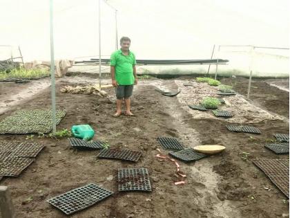 Theft of seedlings ready for planting; Farmers are helpless as they rely on 'hope' of survival | लागवडीस तयार रोपांची चोरी; जगण्याच्या 'आशेवरच' डल्ला मारल्याने शेतकरी हतबल