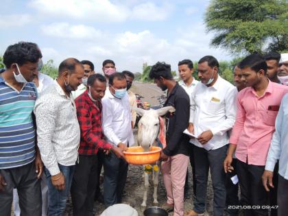 ... So the milk producing farmers started agitation by milking the donkeys | ...म्हणून दूध उत्पादक शेतकऱ्यांनी गाढवाला दूध पाजून केले आंदोलन