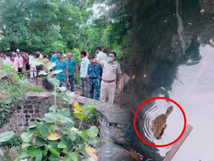 Video Leopard and dog fell into the well in Amaravati | Video - ...अन् श्वान शिकारीच्या नादात बिबट्या पडला विहिरीत; पाहण्यासाठी लोकांची मोठी गर्दी 