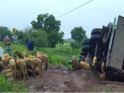 The truck overturned as the driver lost control; Eighty sheep, including a laborer, were killed | चालकाचे नियंत्रण सुटल्याने ट्रक उलटला; एका मजुरासह ८० मेंढ्या दगावल्या