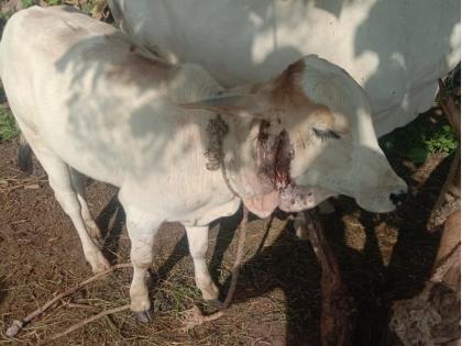 The courage of the fathers and sons; Calves rescued from leopard jaws | पितापुत्रांनी केले धाडस; बिबट्याच्या जबड्यातून वाचविले वासरू