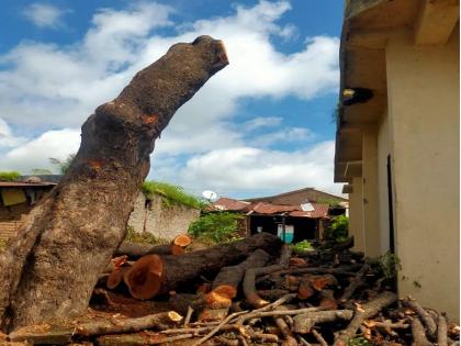 200 years old tree cutting in Sonkheda; It was revealed that the order was given by the Gram Panchayat member himself | ग्रामपंचायतीला अंधारात ठेवून २०० वर्षांपूर्वींच्या झाडांची कत्तल