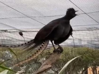 Video bird crying like baby in australian zoo you will be shocked | Video - काय सांगता? ...अन् चक्क बाळासारखा रडू लागला 'हा' पक्षी; आवाज ऐकून बसेल आश्चर्याचा धक्का