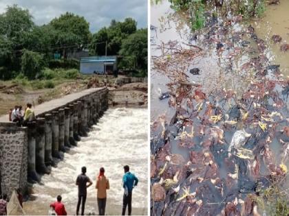 Rainy weather! One was swept away in the flood; 900 hens were slaughtered | पावसाचे थैमान ! पुरात एकजण वाहून गेला; तर ९०० कोंबड्या दगावल्या