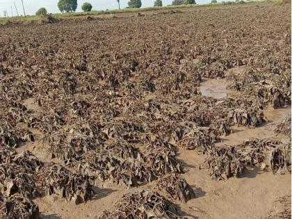 The heavy rains washed away the land; 121 mm more rainfall than the annual average in Marathwada | अतिवृष्टीने जमीन ही वाहून गेली; मराठवाड्यात वार्षिक सरासरीच्या १२१ मिमी अधिक पाऊस