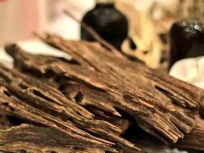 It is the rarest wood in the world, with gold and diamonds costing nothing | Agarwood: हे आहे जगातील सर्वात दुर्मीळ लाकूड, ज्याच्यासमोर सोने, हिऱ्यांची किंमत काहीच नाही