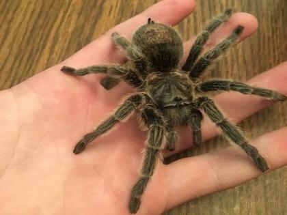 small girl was playing with poisonous spider father got shocked when he saw that | घरातच खेळत होती १८ महिन्यांची चिमुकली, खेळणं पाहताच वडिलांना फुटला दरदरुन घाम