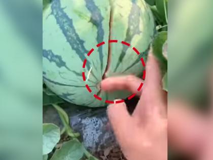 watermelon cut by toothpick and finger video goes viral | फक्त बोटाने टिचकी मारुन याने कलिंगड कापलं, नेटकऱ्यांना प्रश्न पडला हे कसं शक्य आहे?