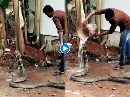 man bathing giant cobra video goes viral on social media | भयानक! चक्क भल्या मोठ्या किंग कोब्राला आंघोळ घालतोय हा माणूस, पाहुन होईल थरकाप