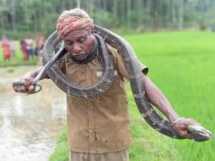 Old man dies of king cobra bite while dancing with him in Assam | १४ फूट लांब कोब्राला गळ्यात घालून करत होता डान्स, तेवढ्यात सापाने घेतला चावा आणि जागीच झाला मृत्यू