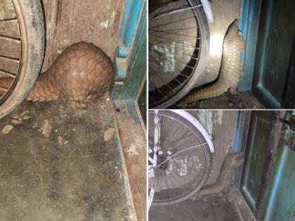 pangolin found in Khalapur-Hal village | खालापूर-हाळ गावात आढळले दुर्मिळ खवले मांजर