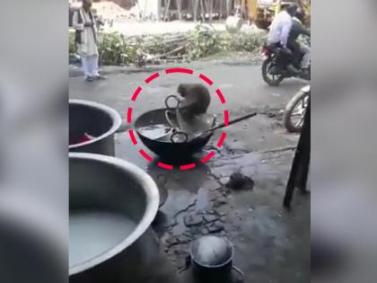 monkey washing and cleaning dishes and utensils video goes viral on internet | माकड चक्क भांडी धुतंय! कष्ट करणाऱ्या माकडाला पाहुन नेटकरी म्हणाले याला एम्प्लॉयी ऑफ द इयर अवॉर्ड द्या