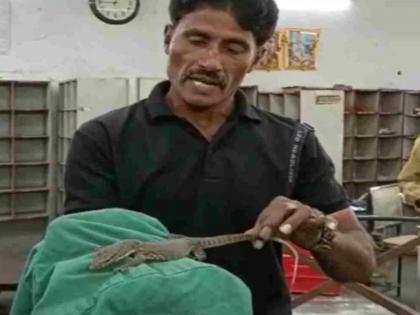 kota 12 inch long wild goira lizard created stir in rajasthan employees ran away from post office | पालीची दहशत! 'तिला' पाहताच कर्मचाऱ्यांनी ठोकली धूम; भीतीने सोडलं ऑफिस मग झालं असं काही...