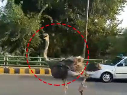 ostrich running on the road of Lahore goes viral | रस्त्यावर शहामृगाची जोरदार शर्यत, लोक म्हणाले...याला ऑफिसला जायला उशीर होतोय का?