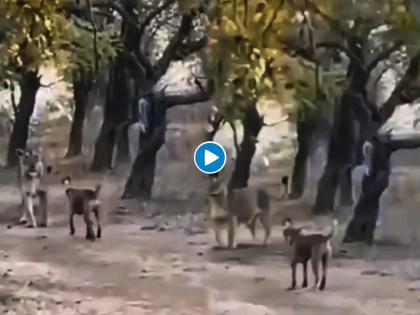 dog attacking lion funny video goes viral on social media | बाबो! या कुत्र्याला पाहुन सिंहाने धुम ठोकली, नेटकरी म्हणाले अपनी गली में कुत्ता भी शेर होता है