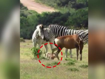 zebra attacking on little hartebeest video goes viral on social media | असं काय झालं की झेब्र्यासारखा प्राणी खवळला? हरणाच्या पिल्लाला अक्षरश: पायाने तुडवलं...