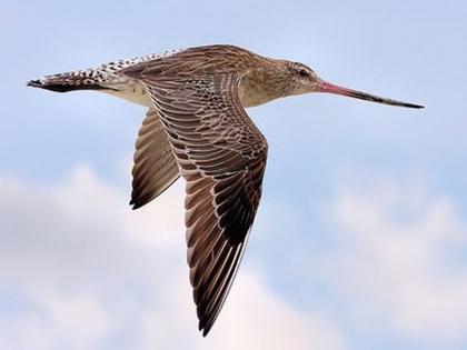 A Bar-tailed Godwit 13000 kms completed it in 239 hours without taking rest | या पक्षानं तब्बल २३९ तास उडत केला १३ हजार किलोमीटरचा प्रवास, तोही एकही क्षण न थांबता