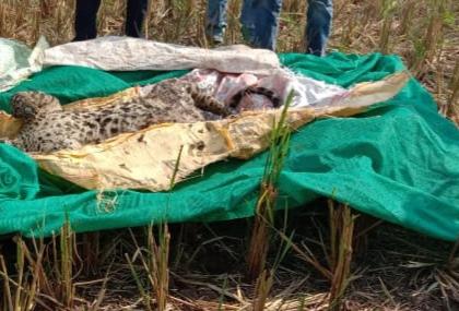 leopards fall into wells and kill Incident at Pardi in Lakhandur taluka | विहिरीत पडून बिबट्या ठार; लाखांदूर तालुक्यातील पारडी येथील घटना