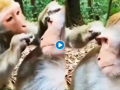 monkey doing eyebrows and makeup funny video goes viral | माकडचेष्टा नव्हे! खरोखरचा मेकअप करतायत की माकडं, लोक म्हणाले दिवाळीची तयारी सुरु झाली