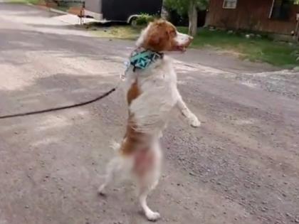 dog lost his leg in accident walking on two legs photo goes viral netizens appreciate | बघावं ते नवलच! चक्क माणसांसारखा दोन पायांवर चालतो हा कुत्रा, कारण वाचून काळीज पिळवटेल