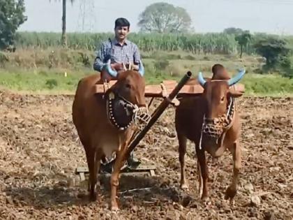 Faith in the soil! As soon as IAS Kiran Gite came to the village, he started farming | मातीशी इमान  ! IAS किरण गीतेंनी गावी येताच औत धरून केली शेतीची मशागत