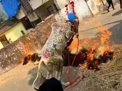 deadly games with animals in the name of tradition Police launched an investigation | परंपरेच्या नावाखाली जनावरांसोबत जीवघेणा खेळ; पोलिसांनी सुरु केला तपास