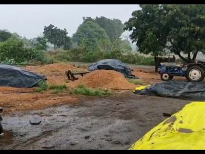 damage to maize and onion plants due to rains in Yeola taluka nashik | येवला तालुक्यात पावसाने मका, कांदा रोपांचे नुकसान