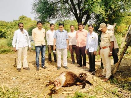 ‘He’ is not a leopard; Tadas on the Sringarwadi farm | 'तो' बिबट्या नाही; शृंगारवाडी शेतवस्तीवर तडसानेच केली शिकार 