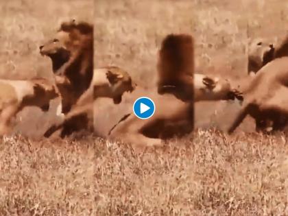 two lioness attacked on lion video goes viral on social media | दोन सिंहीणींचा सिंहावर हल्ला, नवऱ्यासाठी भांडतायत दोघी! नेटकरी म्हणाले हा त्यांचा फॅमिली मॅटर