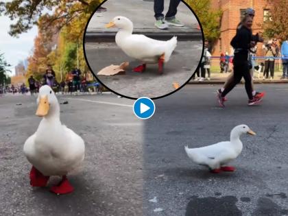 duck running in marathon video goes viral on social media | मॅरेथॉनमध्ये दिग्गज स्पर्धक पण लक्ष वेधुन घेतलं बदकाने, स्पर्धकांच्या जोडीला धावतोय हे बदक