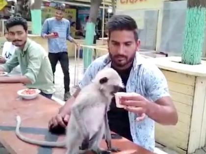 Ginger Tea Lover Monkey Missing from Indore zoo, finder will get reward | इंदूरच्या प्राणी संग्रहालयातून आल्याच्या चहाची शौकिन असलेली माकडीण बेपत्ता, शोधणाऱ्यास मिळणार बक्षीस 