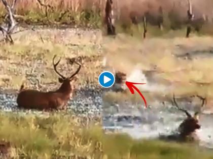 leopard attacks deer video goes viral on social media | बेसावध असलेल्या हरणावर बिबट्याने चढवला हल्ला, हरण जीव मुठीत घेऊन पळालं पण...