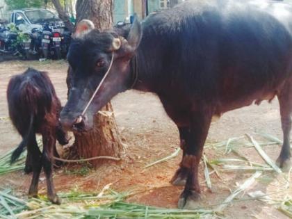 ... and the buffalo began to run after the original owner, shouting; The stolen buffalo was found | ...अन् म्हैस ओरडतच मूळ मालकाच्या मागे धावू लागली; चोरीला गेलेली म्हैस सापडली