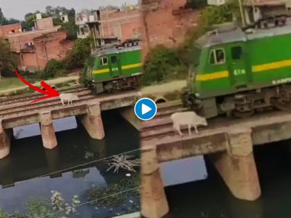 Video cow standing on the railway bridge watch what happened next | Video - रेल्वे ब्रिजवर असलेल्या गायीला ट्रेनने दिली धडक; झालं असं काही की तुम्हीही म्हणाल चमत्कार