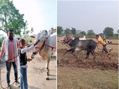 Surprise ...daily eggs, nuts with milk to bull; The price of gold came for Hira bull of Aurangabad | महिनाभरात ८ शंकरपट जिंकले ! सोन्याची किंमत असलेल्या हिरा बैलास रोज अंडी, दुधासह सुकामेवा