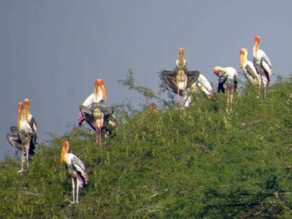 Nandurmadhameshwar, Kalsubai Sanctuary closed due to corona | कोरोनाच्या वाढत्या प्रादुर्भावामुळे नांदूरमधमेश्वर, कळसुबाई अभयारण्य बंद