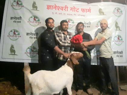 African goat Farming in Kolhapur's Chandgad taluka; Price is 1.51 Lakhs, youth did Farming | Goat Price in Kolhapur: कोल्हापूरच्या शेळीची किंमत ऐकून व्हाल गपगार; एक लाख एकावन्न हजार