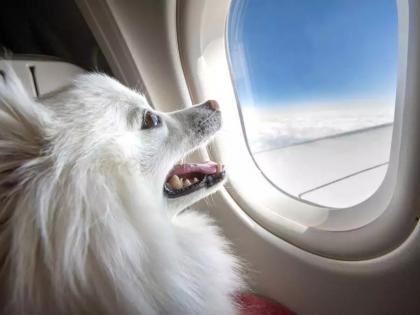 Private jets for dogs; Year-round waiting! | कुत्र्यांसाठी खासगी जेट; वर्षभराचं वेटिंग!