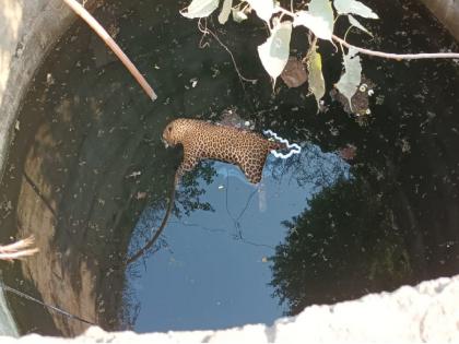 Exciting! Leopard found dead in well in Aurangabad | खळबळजनक ! औरंगाबादेत विहिरीत आढळला मृतावस्थेत बिबट्या