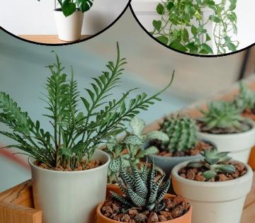 Home gardening ideas : फक्त १०० रूपयात मिळतील हे इन्डोर प्लांट्स; कमी खर्चात घरीच आकर्षक झाडांनी फुलवा बाग