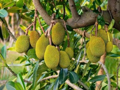 jackfruit is selling in high price know about demand and market agriculture | बाबो! 100, 200 नाही तर तब्बल 16 हजारांत 'या' ठिकाणी विकला एक फणस; 'हे' आहे खास कारण