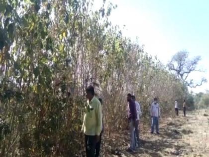 Discussion on 'Bihar Pattern' of tree care; Village becomes 'Oxygen Hub' with the help of poor families | वृक्ष संगोपनाच्या 'बिहार पॅटर्न'ची चर्चा; गरीब कुटुंबांच्या मदतीने गाव बनले 'ऑक्सिजन हब'