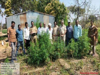 Cannabis plants found behind sheds in fields; File a case against the farmer | शेतात पत्र्याच्या शेडमागे आढळली गांजाची झाडे; शेतकऱ्यावर गुन्हा दाखल