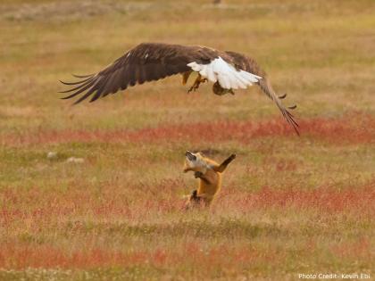 eagle hunt fox viral video goes viral on internet | Viral Video: पक्ष्याने केली कोल्ह्याची शिकार, थरकाप उडवणारी घटना कॅमऱ्यात कैद