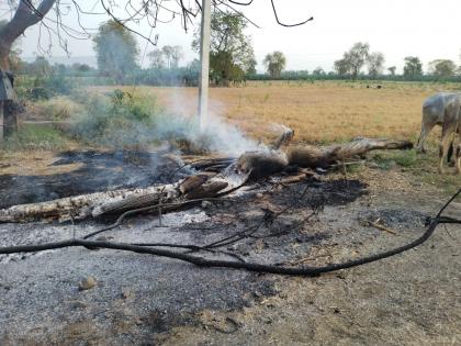 Annoying! In Chinawal-Sawda area, rioters set fire to cut banana orchards and drip irrigation equipment | संतापजनक! चिनावल-सावदा परिसरात समाजकंटकांनी कापली केळीची बाग, ठिबक सिंचन साहित्य जाळलं