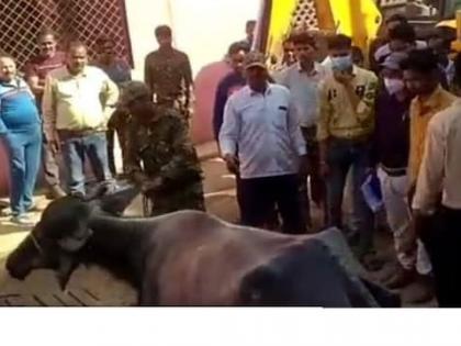 So the municipal corporation in this city took confiscation action on the buffalo, because it would be a shock to read | म्हणून या शहरातील महानगरपालिकेने म्हैशीवर केली जप्तीची कारवाई, कारण वाचून बसेल आश्चर्याचा धक्का 