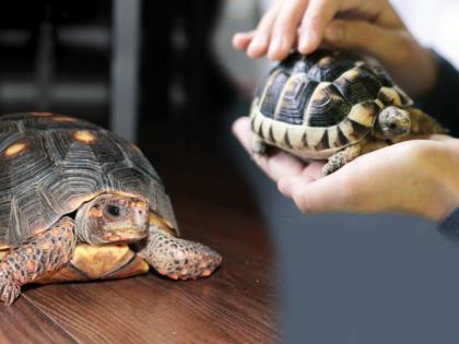 Don't keep turtles in the house, it will be a serious crime | बापरे! ...अन्यथा तुमचं कासव प्रेम ठरेल गंभीर गुन्हा; जाणून घ्या, काय आहे कायदा?