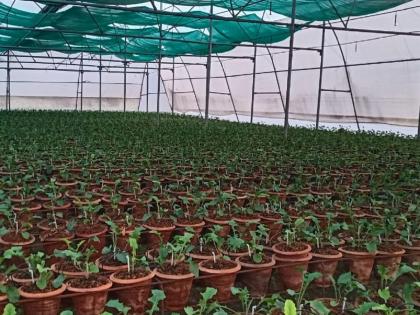 Young farmers' new 'technique'; Flower cultivation in 22,000 pots, not on earthen beds | तरुण शेतकऱ्यांची भारीच 'टेक्निक'; मातीच्या बेडवर नव्हे, २२ हजार कुंड्यात फुलवली फूलशेती